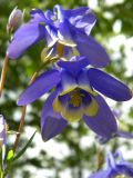 Aquilegia sibirica