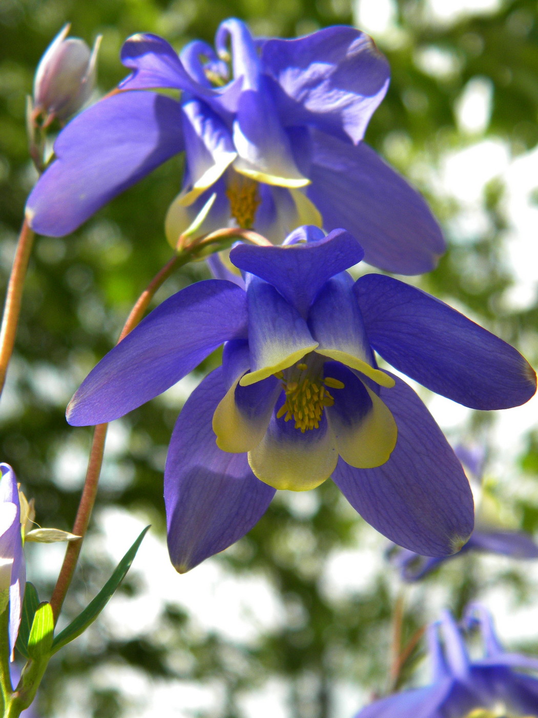 Image of Aquilegia sibirica specimen.