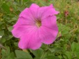 Petunia &times; hybrida