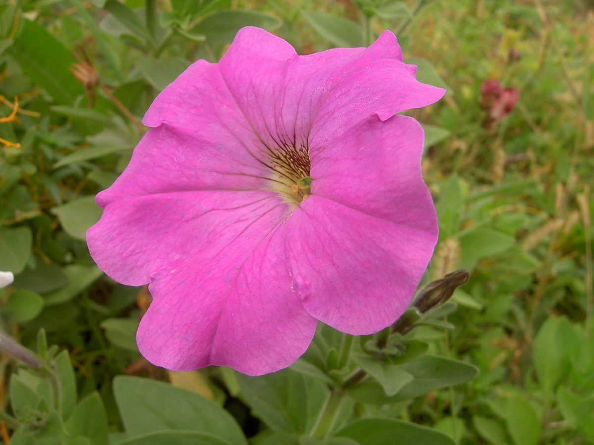 Изображение особи Petunia &times; hybrida.