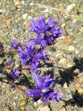 Campanula glomerata