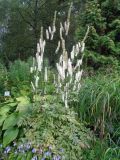 Cimicifuga simplex