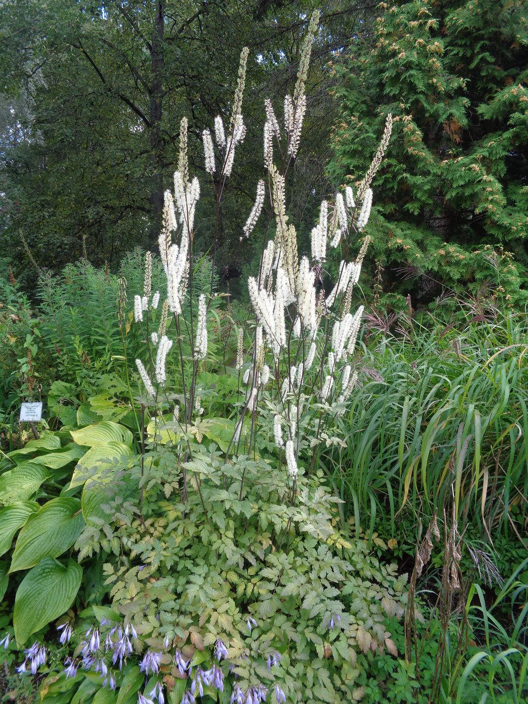 Image of Cimicifuga simplex specimen.