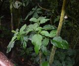 Brugmansia × candida