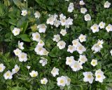 Anemone sylvestris