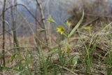 Gagea lutea