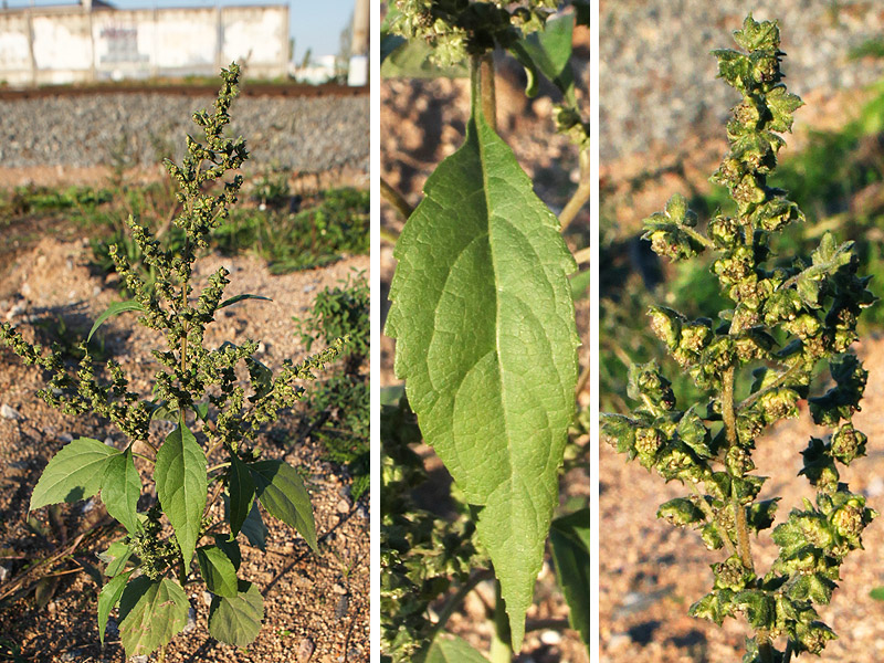 Image of Cyclachaena xanthiifolia specimen.