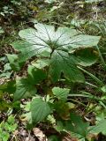 Filipendula palmata. Лист. Хабаровский край, Хабаровский р-н, 17 км Владивостокского шоссе, ул, Лесная, дача. 21.09.2011.