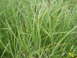 Carex riparia