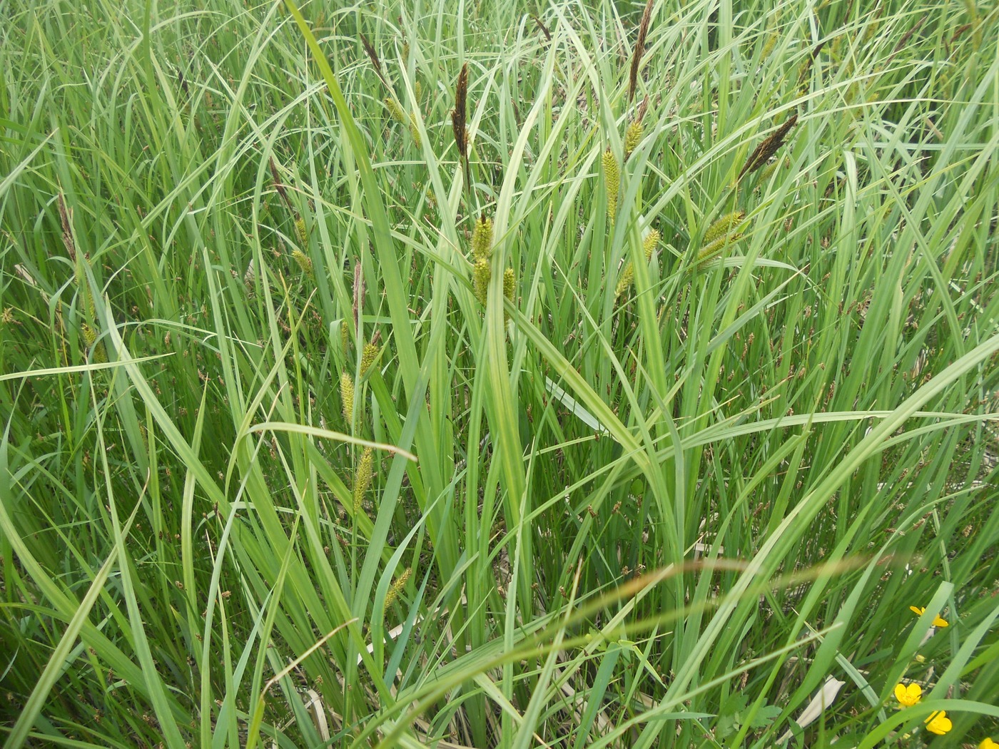 Image of Carex riparia specimen.