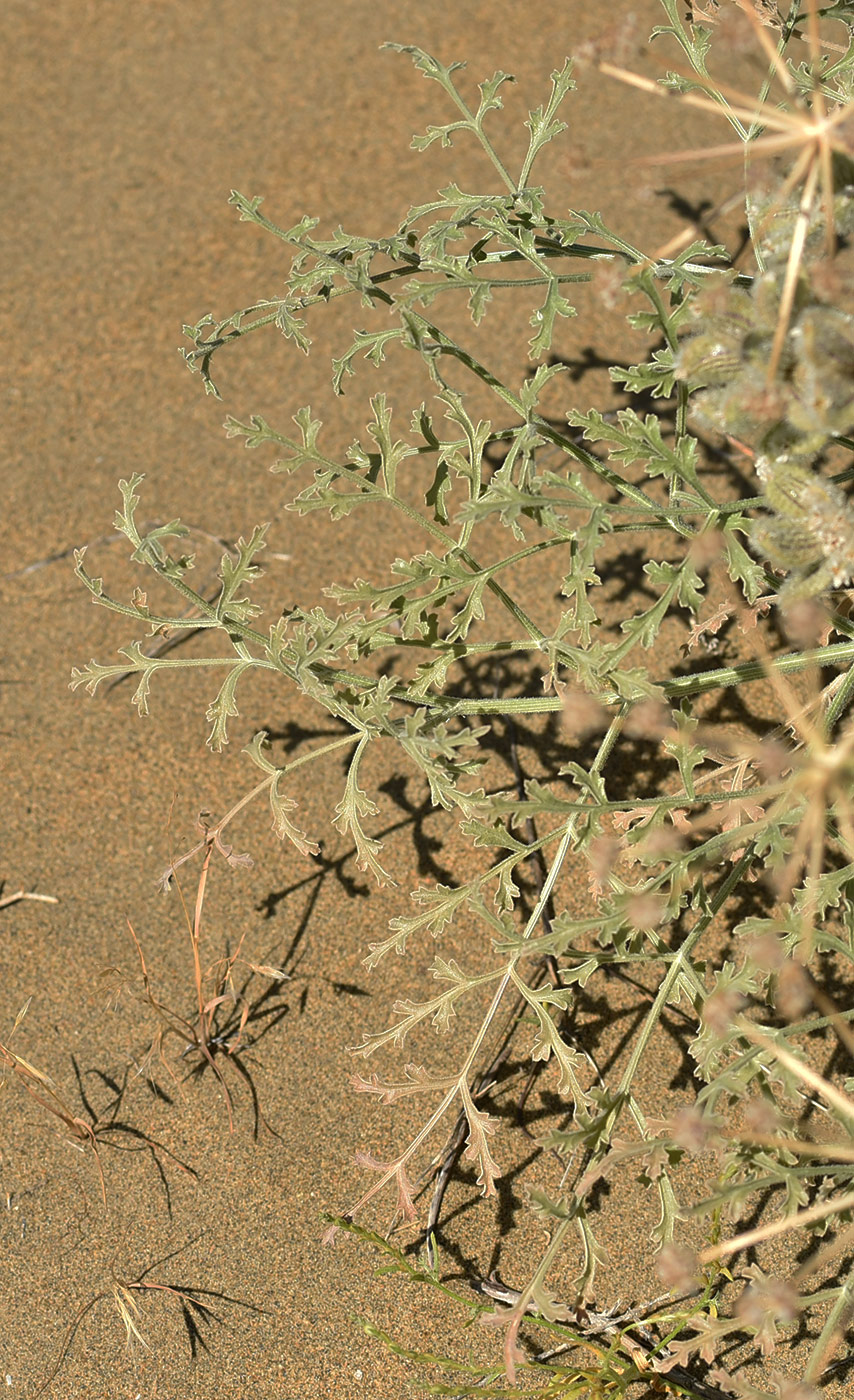 Image of Ferula litwinowiana specimen.