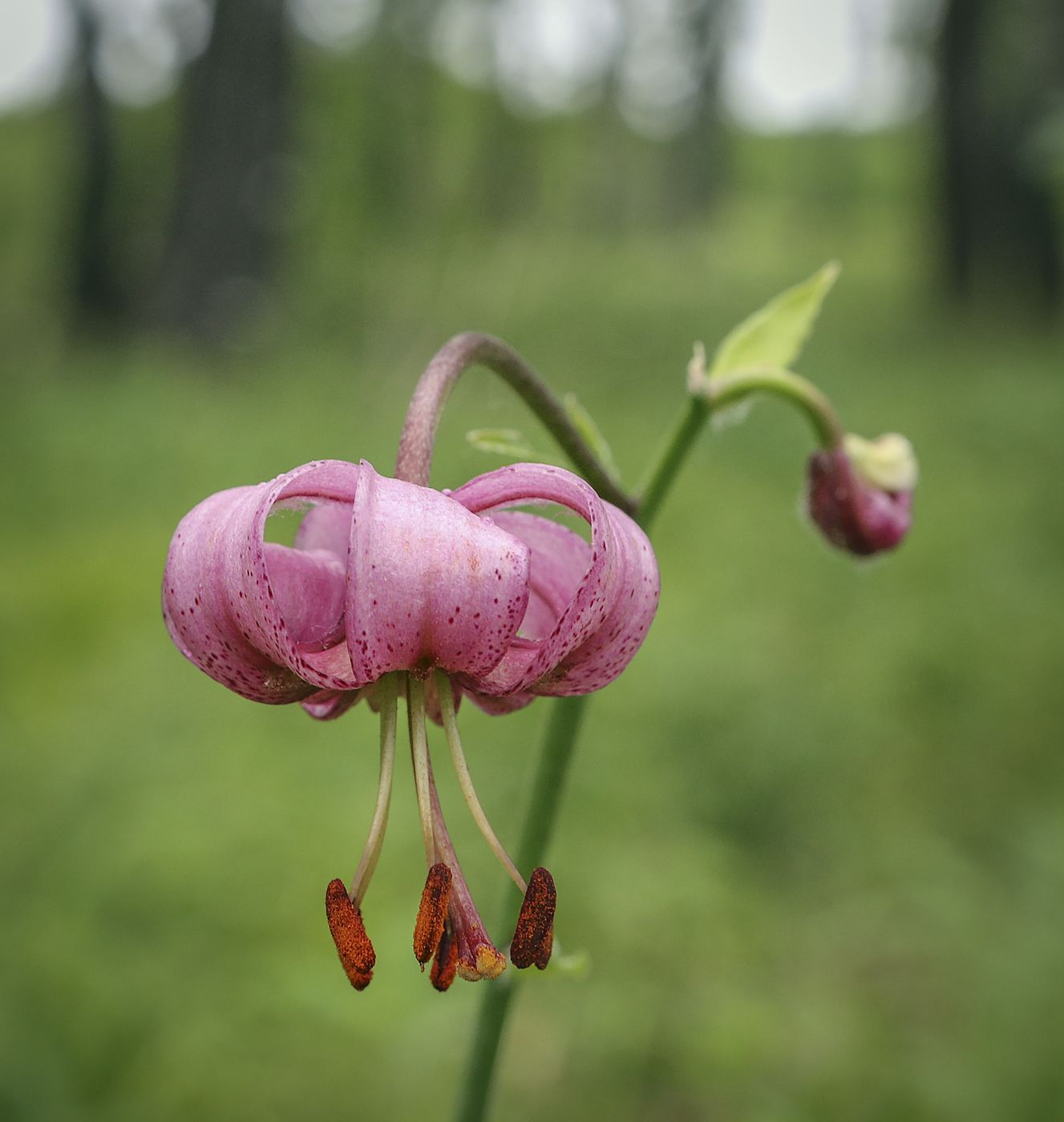 Image of Lilium pilosiusculum specimen.