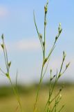 Juncus bufonius