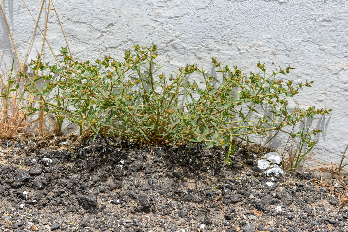 Изображение особи Euphorbia taurinensis.