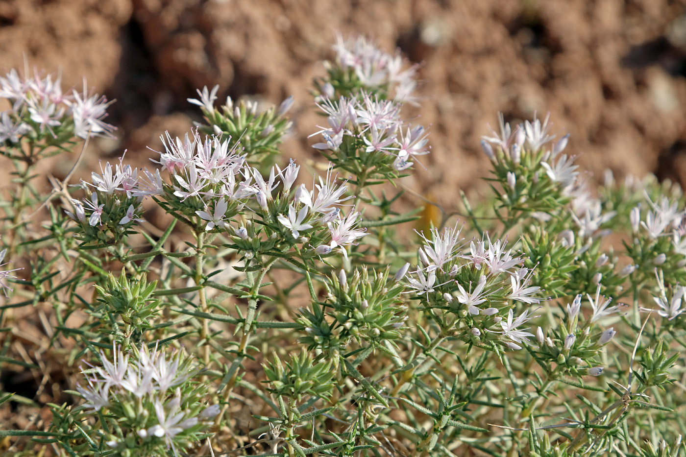 Image of Acanthophyllum pungens specimen.