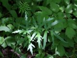 Heracleum sibiricum