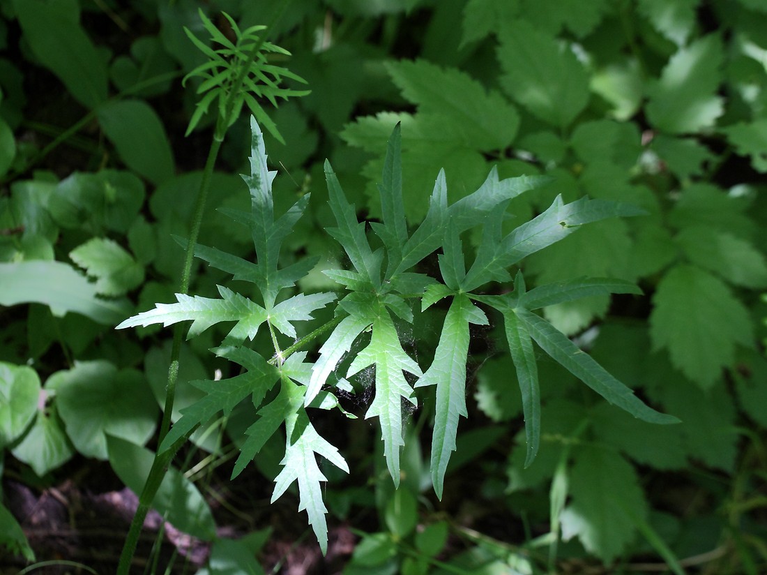 Изображение особи Heracleum sibiricum.