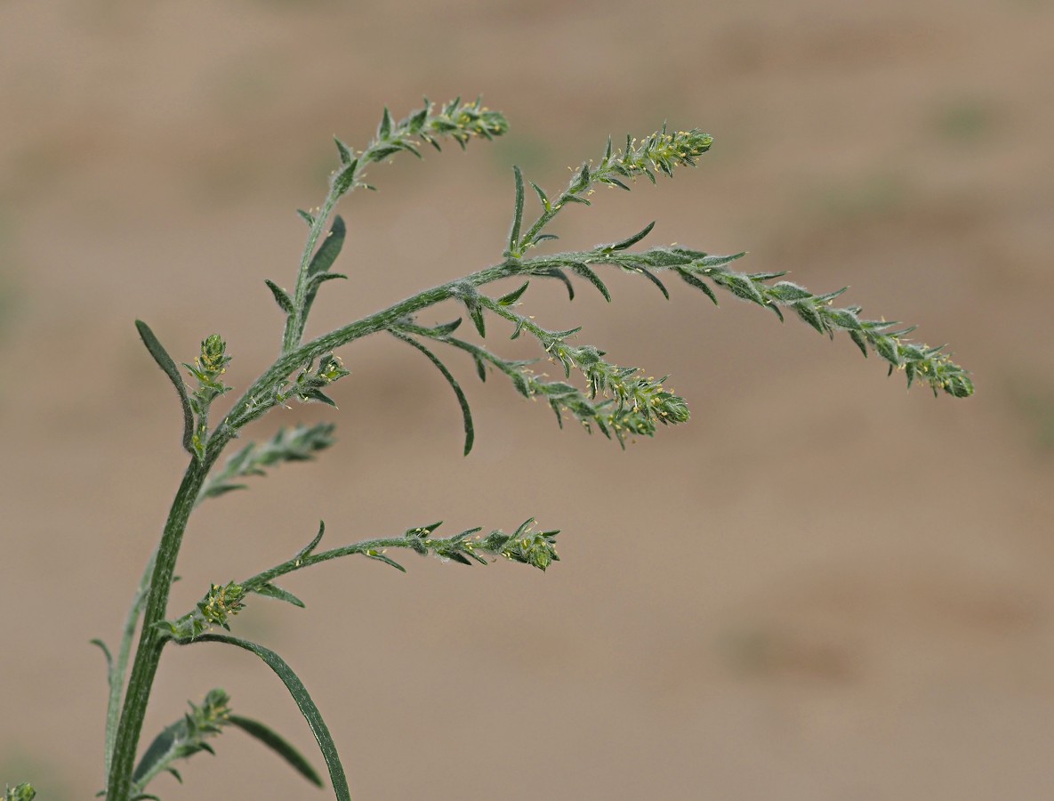 Image of genus Corispermum specimen.