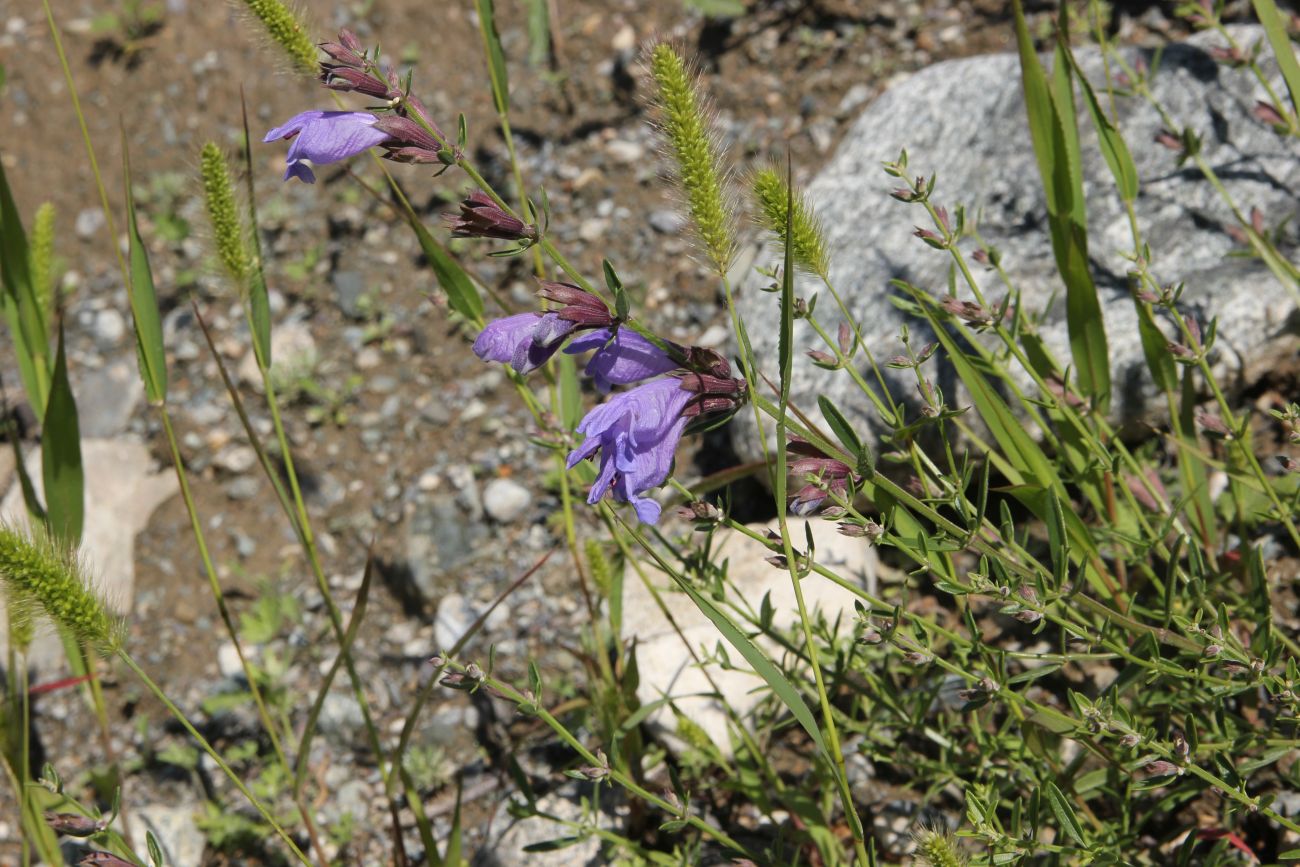 Image of Dracocephalum peregrinum specimen.