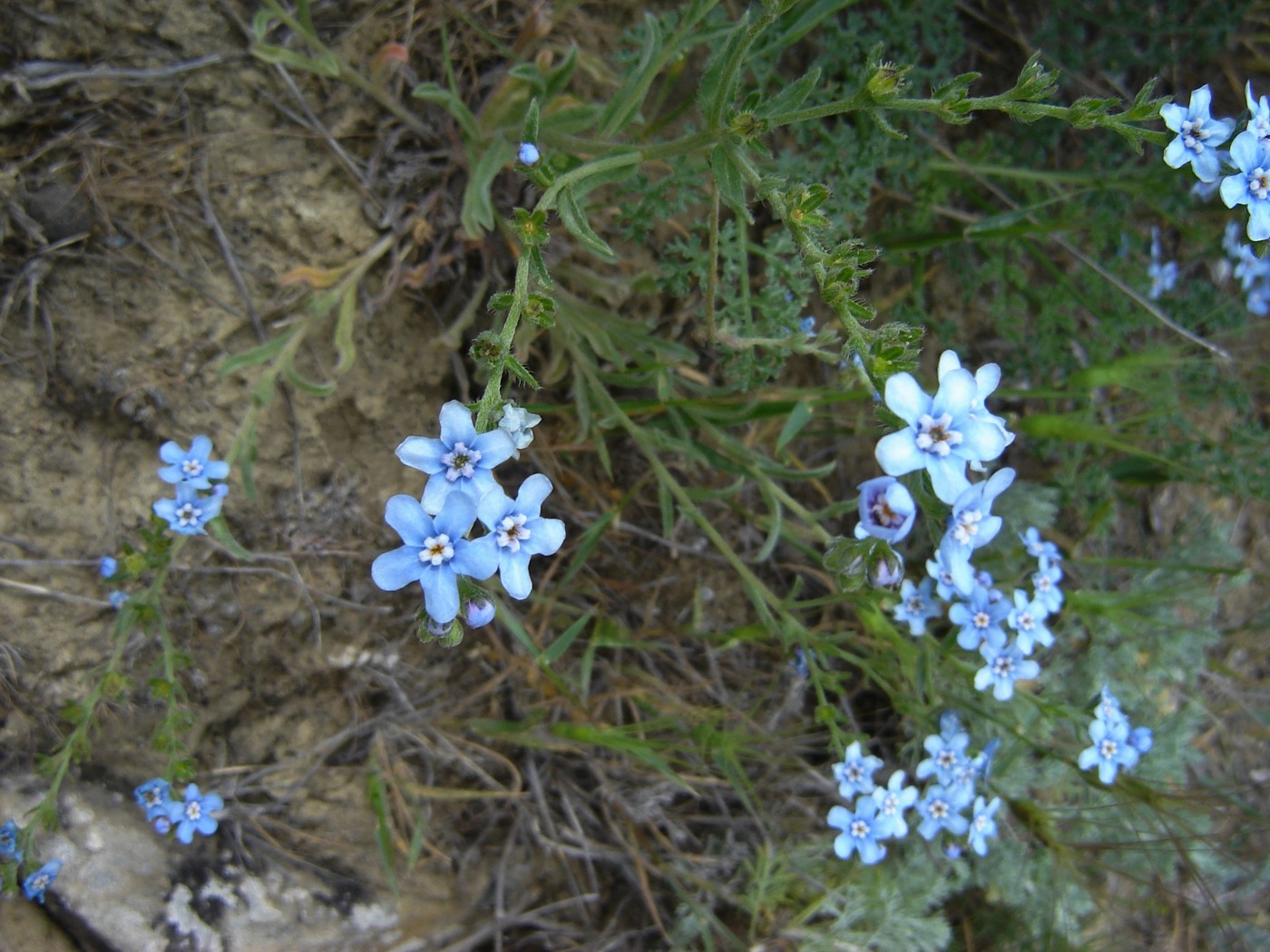 Image of Lappula heteracantha specimen.