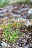 Rumex acetosella