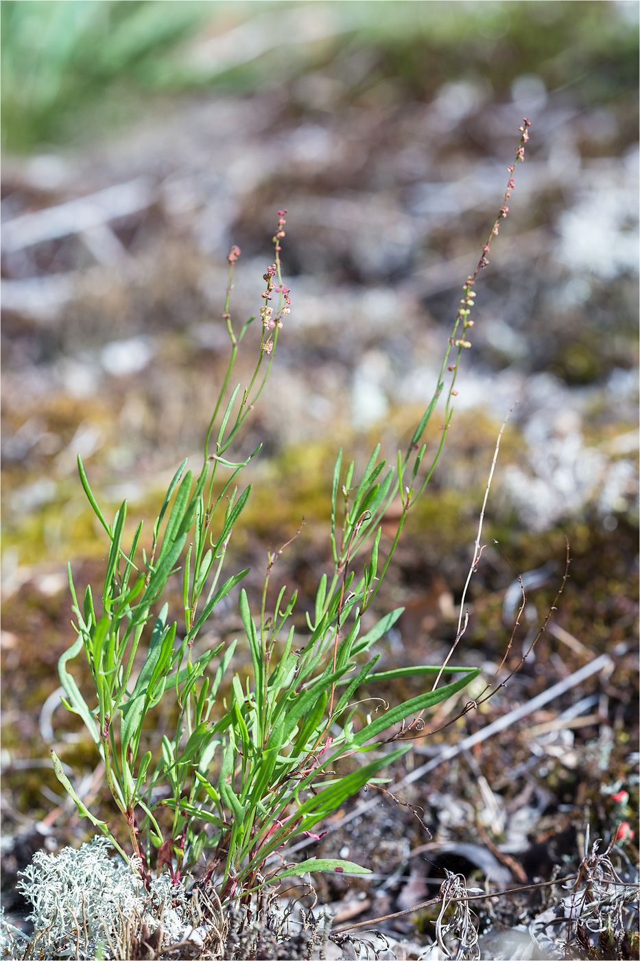 Изображение особи Rumex acetosella.