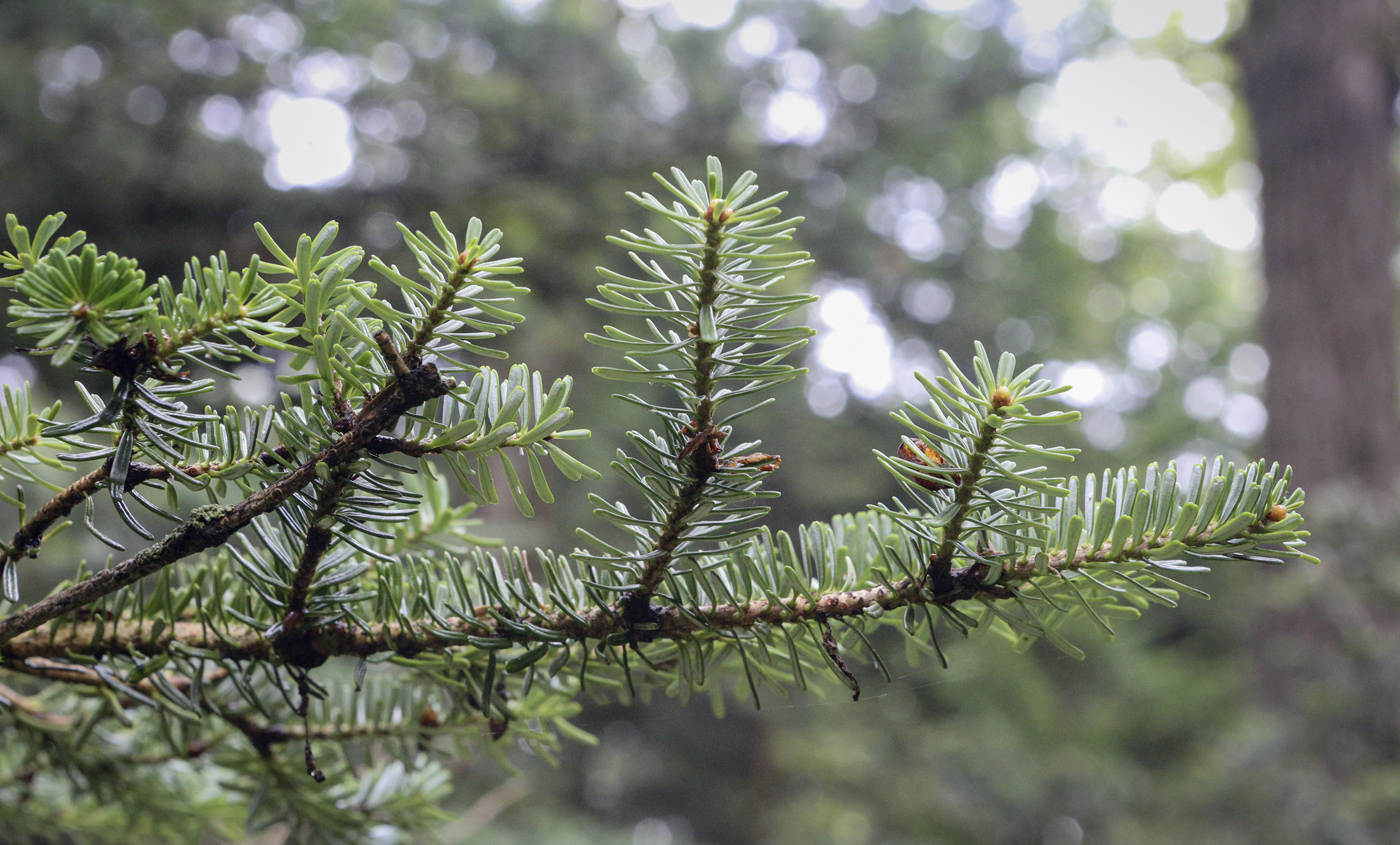 Изображение особи Abies koreana.