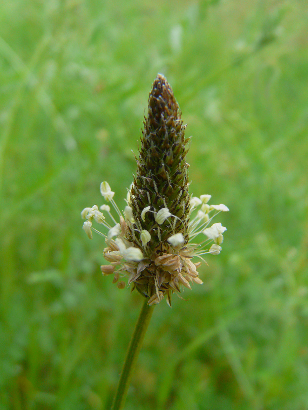 Изображение особи Plantago lanceolata.