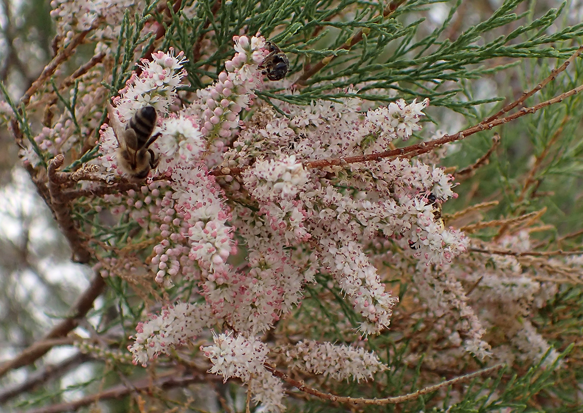 Изображение особи Tamarix smyrnensis.