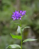 Campanula trautvetteri. Верхушка цветущего растения. Республика Северная Осетия-Алания, Дигорский р-н, окр. с. Кора-Урсдон, Большой Кавказ, правый берег р. Суагдон, ≈ 1250 м н.у.м., субальпийский луг. 29.06.2021.