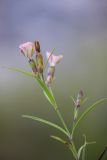 Dianthus caucaseus. Верхушка растения с цветками, завязью и бутоном. Кабардино-Балкария, Чегемский р-н, окр. с. Булунгу, ок. 1700 м н.у.м., сырой луг под скалой. 05.08.2021.