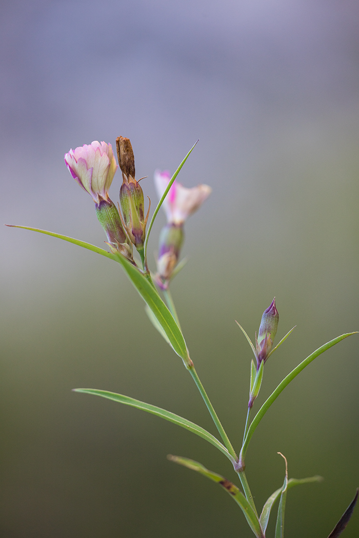 Image of Dianthus caucaseus specimen.