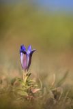 genus Gentiana