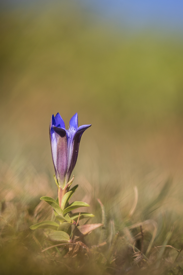 Image of genus Gentiana specimen.