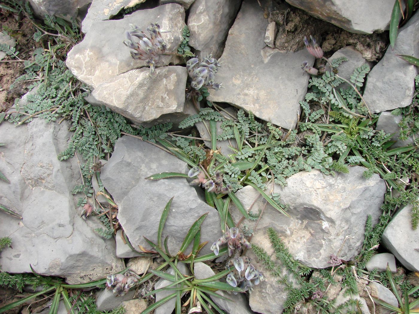 Image of Astragalus caulescens specimen.