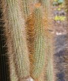 Cleistocactus baumannii