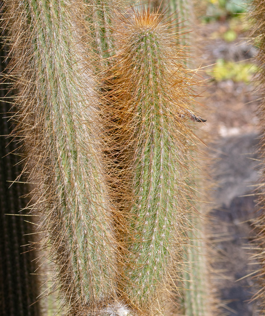 Изображение особи Cleistocactus baumannii.