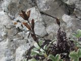 Pedicularis nordmanniana. Плодоносящее растение. Северная Осетия, Алагирский р-н, гора Дашсар, ок. 2600 м н.у.м., скальный выход. 07.08.2021.
