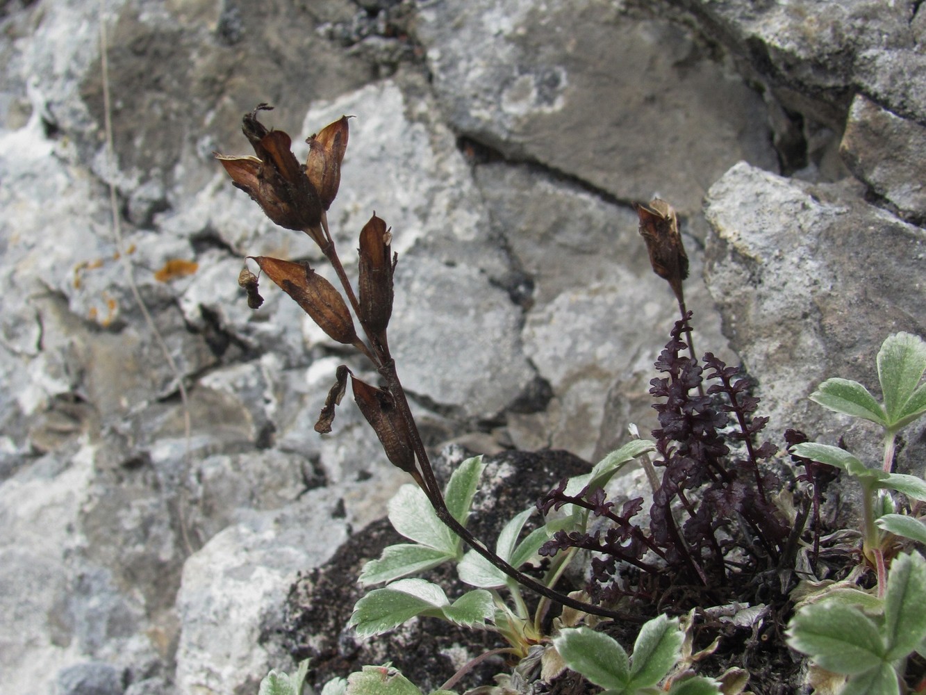 Image of Pedicularis nordmanniana specimen.