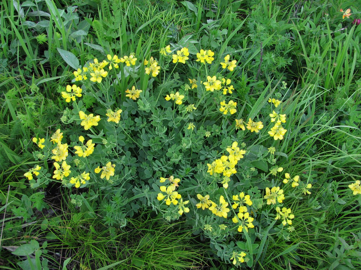 Image of Coronilla coronata specimen.