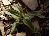 genus Orchis