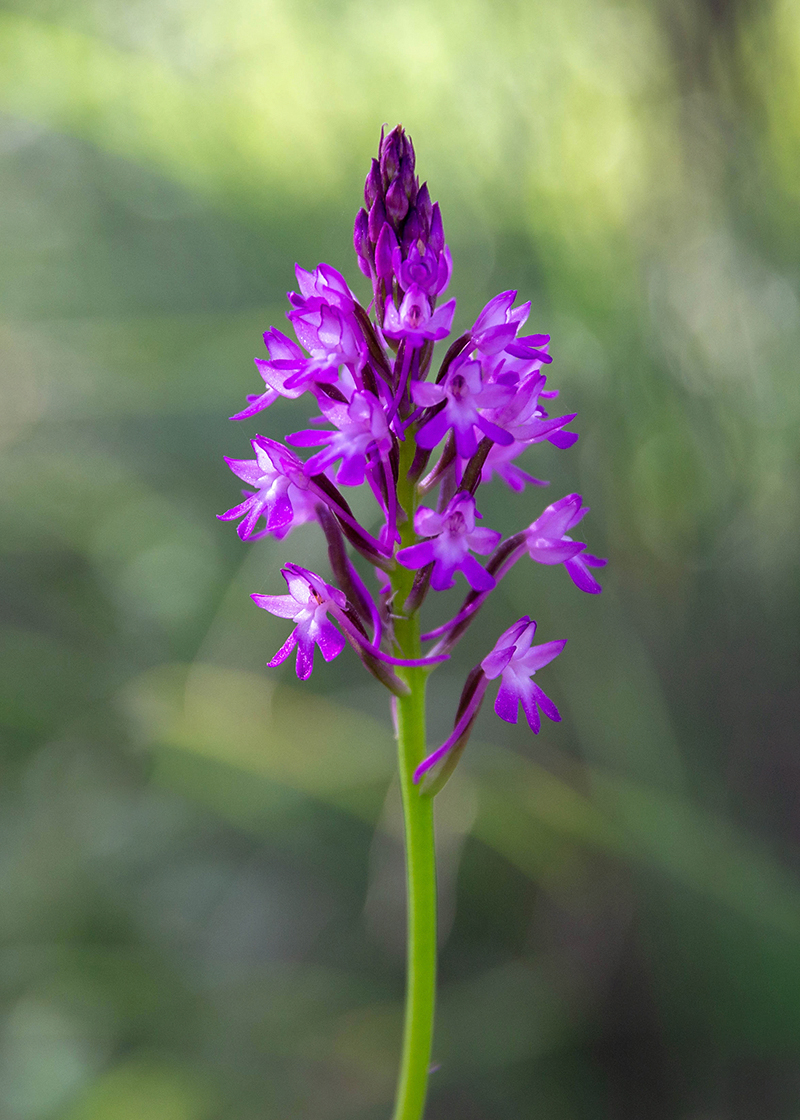 Image of Anacamptis pyramidalis specimen.