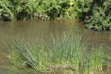 Schoenoplectus lacustris