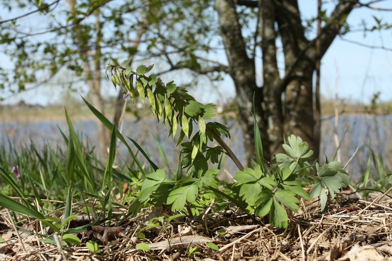 Image of Corydalis solida specimen.