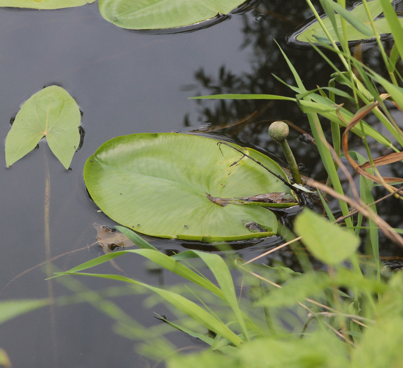 Image of Nuphar lutea specimen.