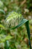 Cynosurus echinatus. Соцветие и верхушка листа. Краснодарский край, Лазаревский р-н, мкр-н Дагомыс, гора Успенка, 160 м н.у.м., просека. 12.06.2022.