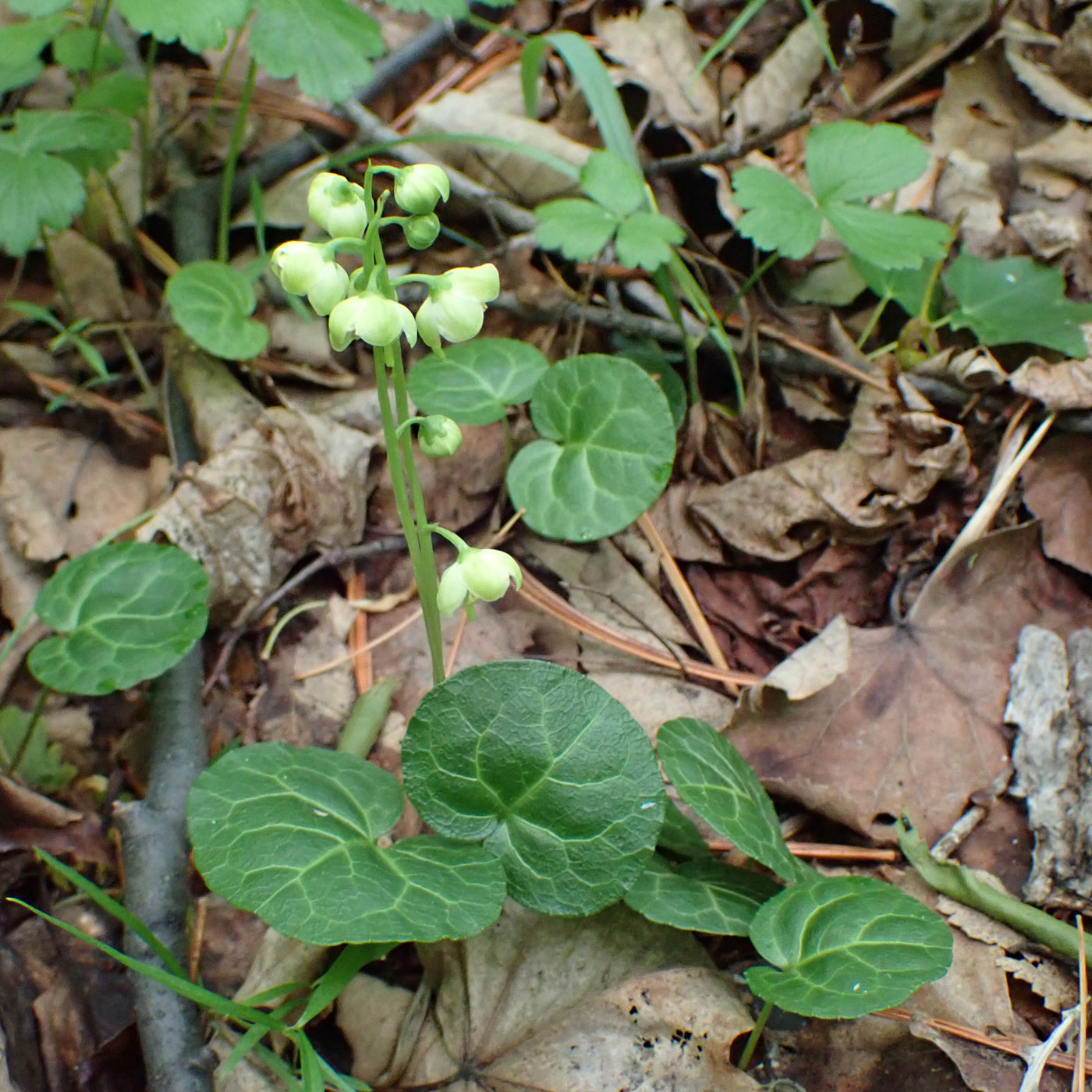 Изображение особи Pyrola renifolia.