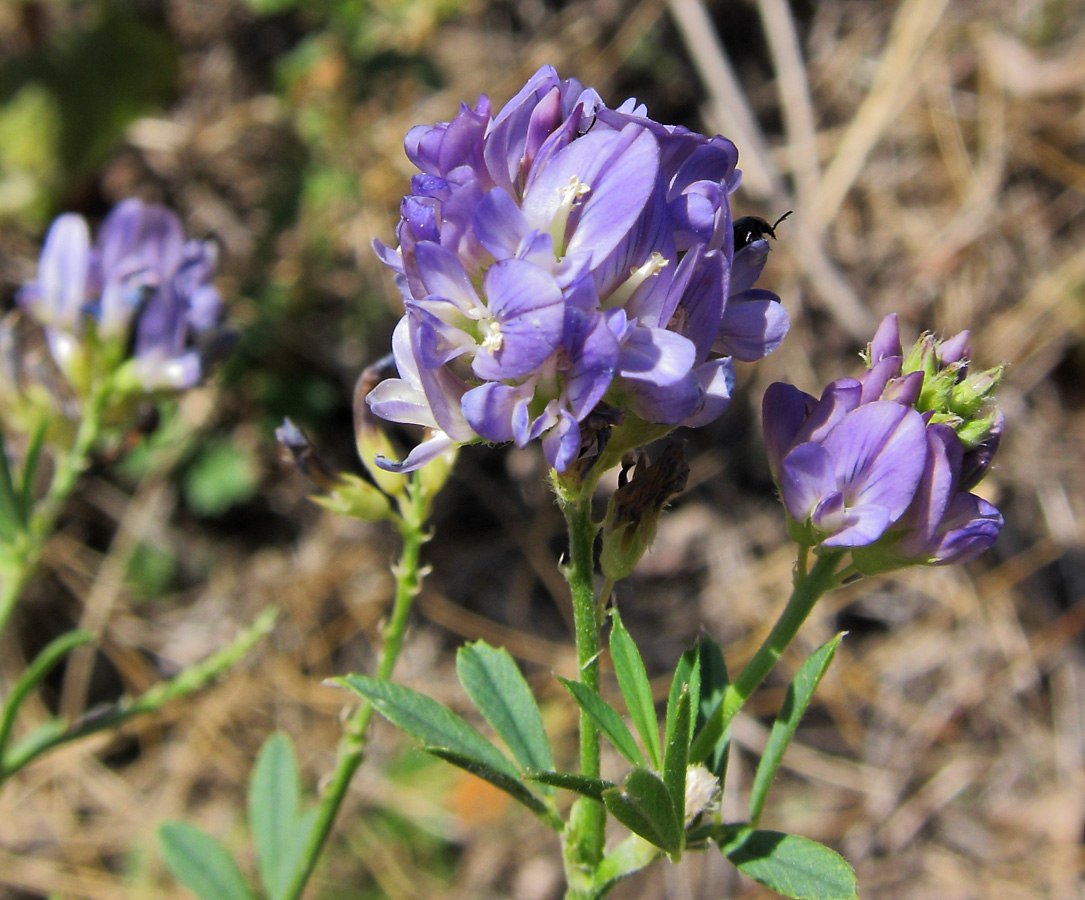 Изображение особи Medicago sativa.