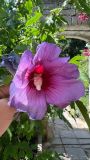 Hibiscus syriacus