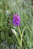 Dactylorhiza euxina